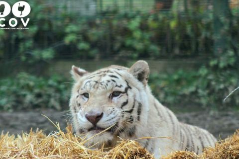 Zoológico de Ploiesti - entradas con acceso prioritario