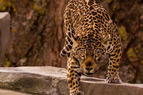 Sibiu ZOO - skip-the-line tickets