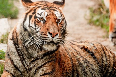 Targu Mures ZOO - skip-the-line tickets